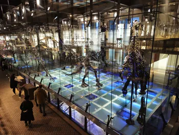 Natural History Museum (Royal Belgian Institute of Natural Sciences) Brussels (Belgium)